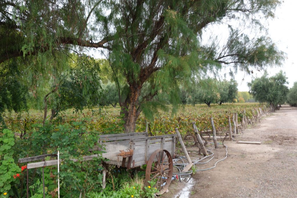 Vineyards at Bodega Lagarde