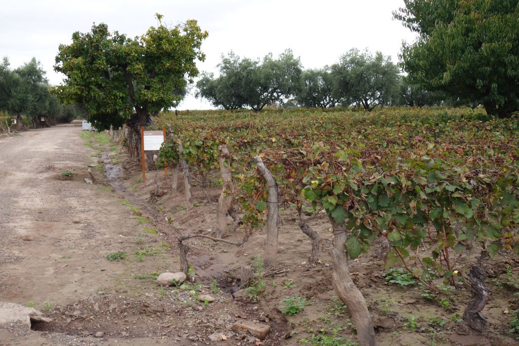 Vineyards at Bodega Lagarde