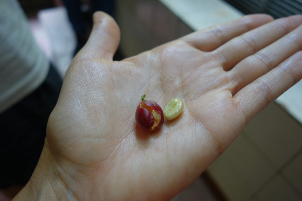 Coffee bean before roasting